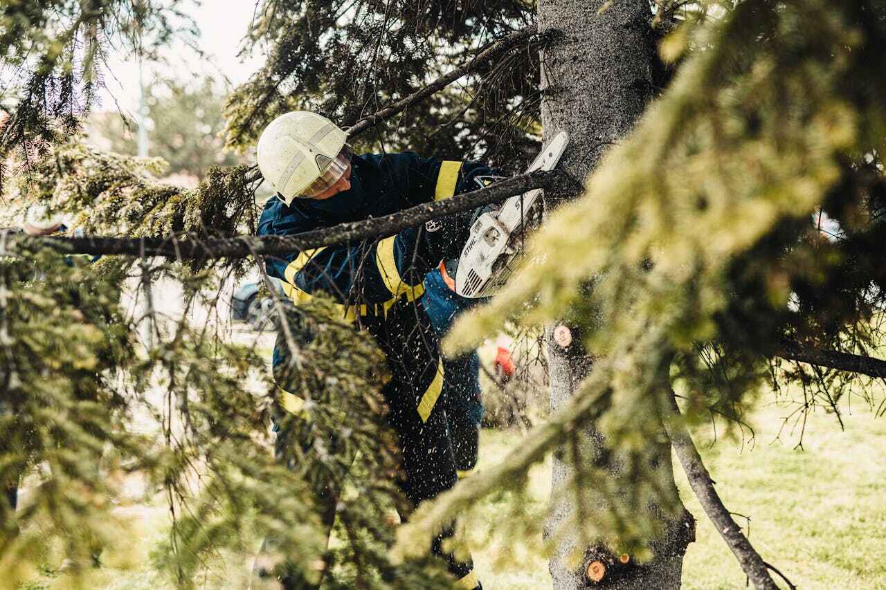 The Steps Involved in Our Tree Care Process in Duncanville, TX